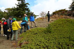 Image of shore juniper