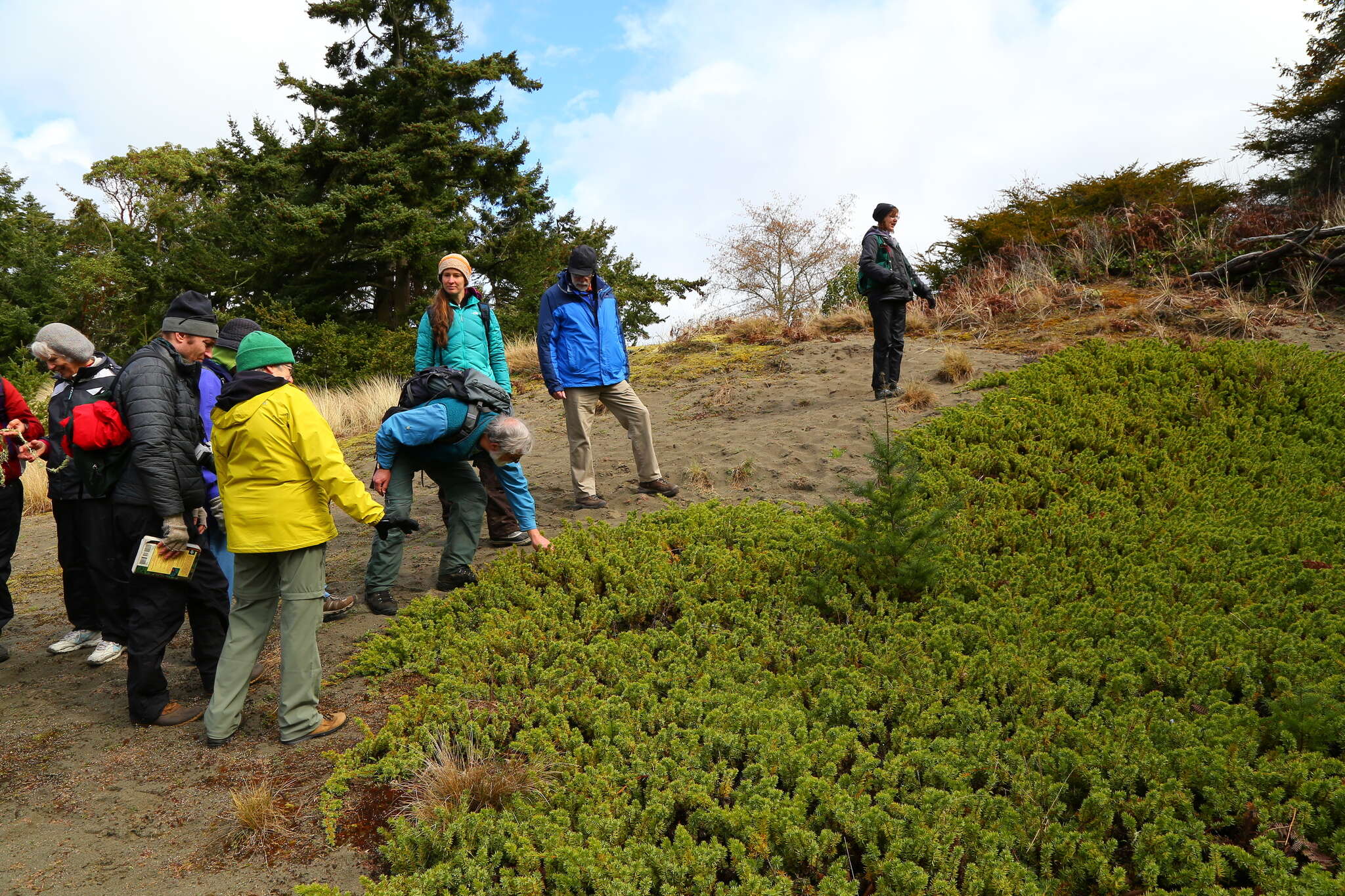 Juniperus rigida subsp. conferta (Parl.) Kitam. resmi