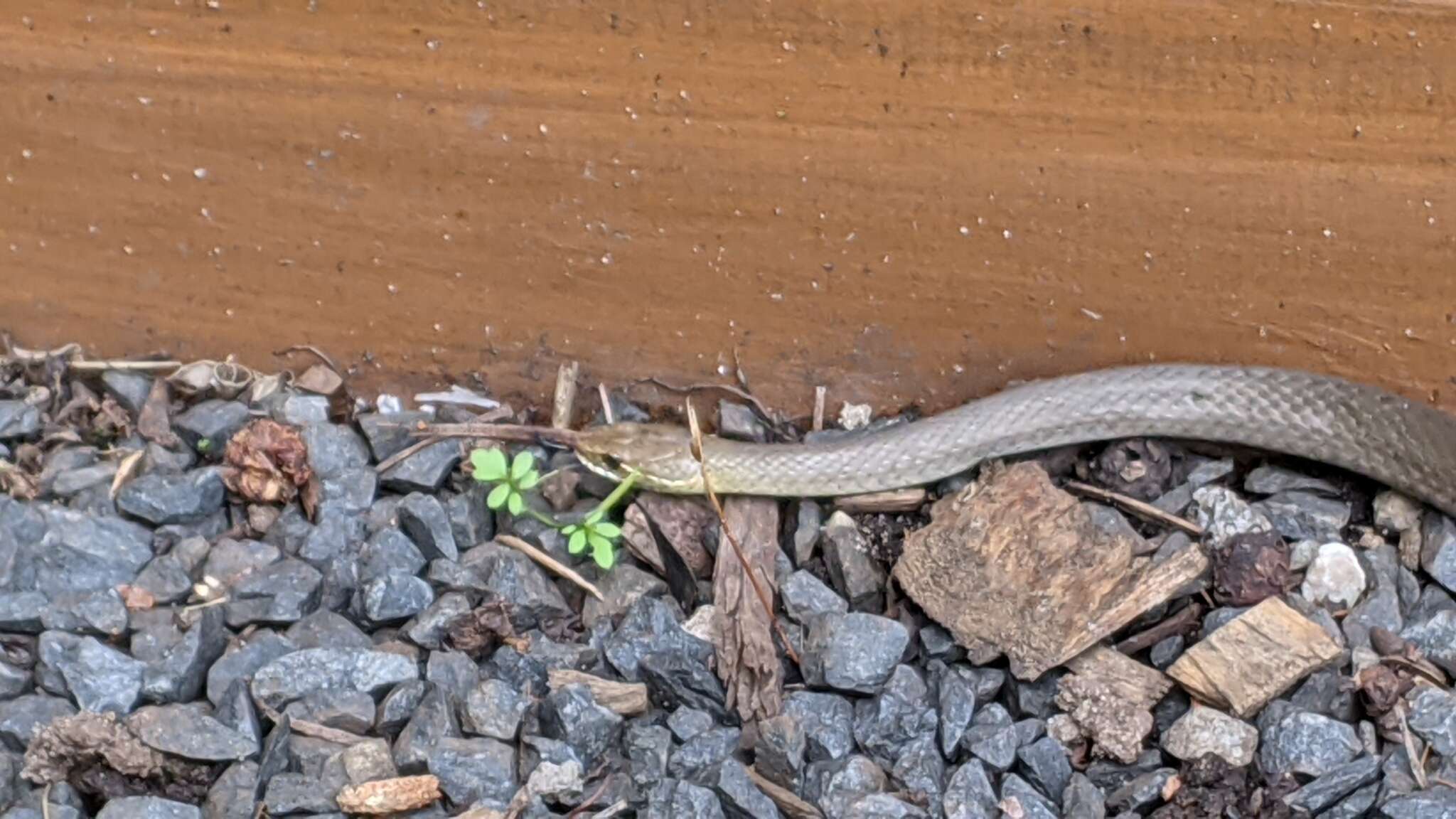 Image of Black-bellied Swamp Snake