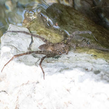 Image of Dolomedes vittatus Walckenaer 1837