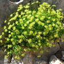 Imagem de Saxifraga aphylla Sternb.
