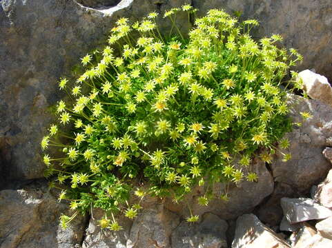 Saxifraga aphylla Sternb.的圖片