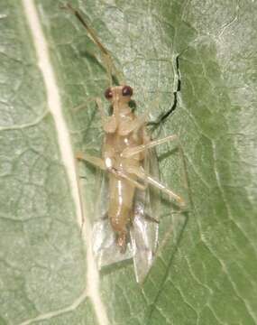 Image of Hyaliodes vitripennis (Say 1832)