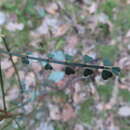 Image of Indigofera adesmiifolia A. Gray