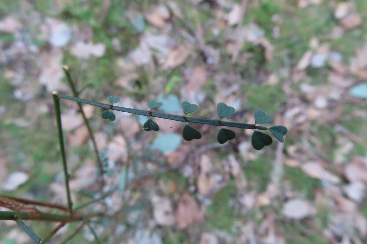 Image of Indigofera adesmiifolia A. Gray