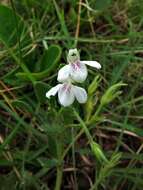 Image of Justicia anagalloides (Nees) T. Anders.