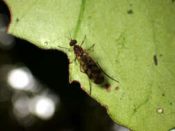 Image of Sylvicola undulatus (Lamb 1909)