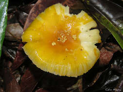 Image of Amanita viscidolutea Menolli, Capelari & Baseia 2009