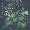 Image of Peperomia claytonioides Kunth