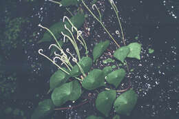 Image of Peperomia claytonioides Kunth