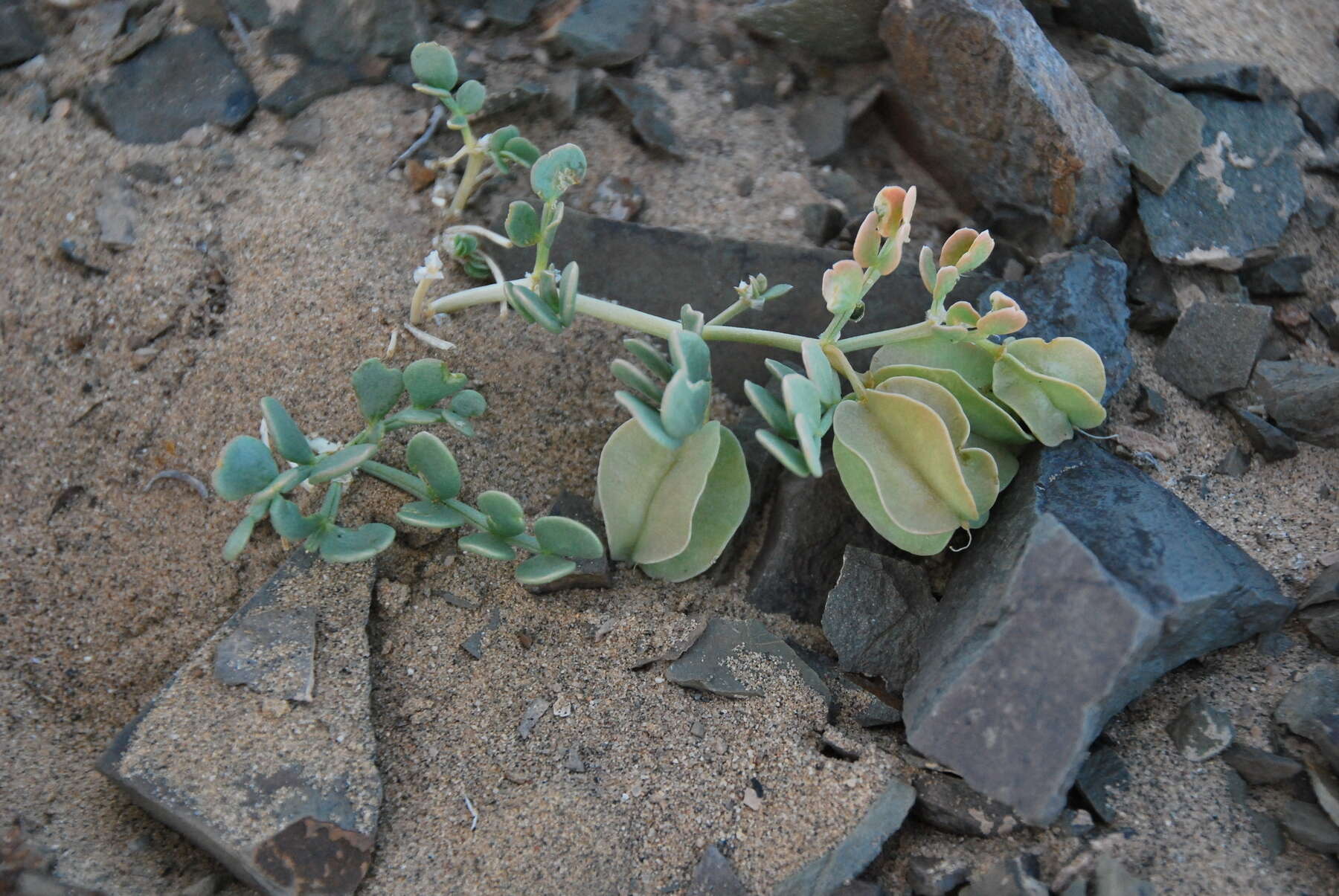 Image of Zygophyllum pterocarpum Bunge
