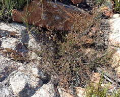 Image of Wahlenbergia rubens (H. Buek) Lammers