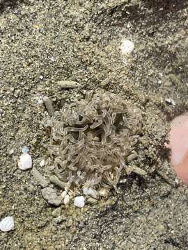 Image of white burrowing anemone