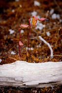 Image of Granite duck orchid