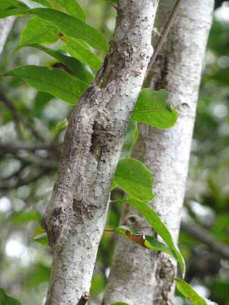 صورة Uroplatus sikorae Boettger 1913