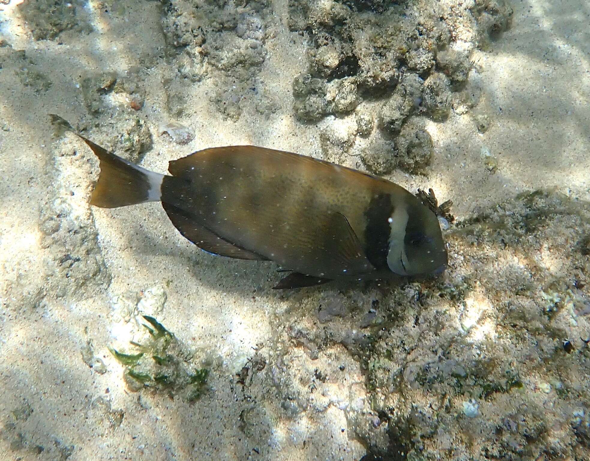 Imagem de Acanthurus leucopareius (Jenkins 1903)