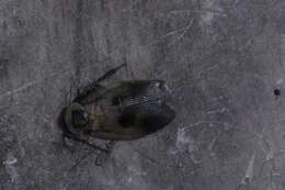 Image of Death's Head Cockroach