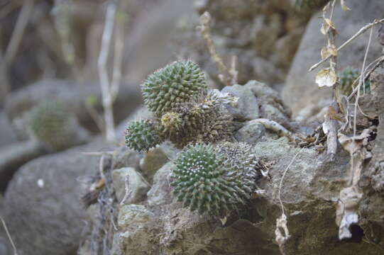 Image of Mammillaria sartorii J. A. Purpus