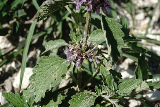 Plancia ëd Marrubium catariifolium Desr.