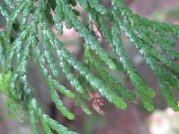 Image of Japanese Arbor-vitae