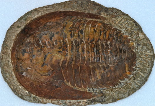 Image of <i>Cambropallas telesto</i> Geyer 1993