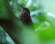 Image of Ocellated Woodcreeper