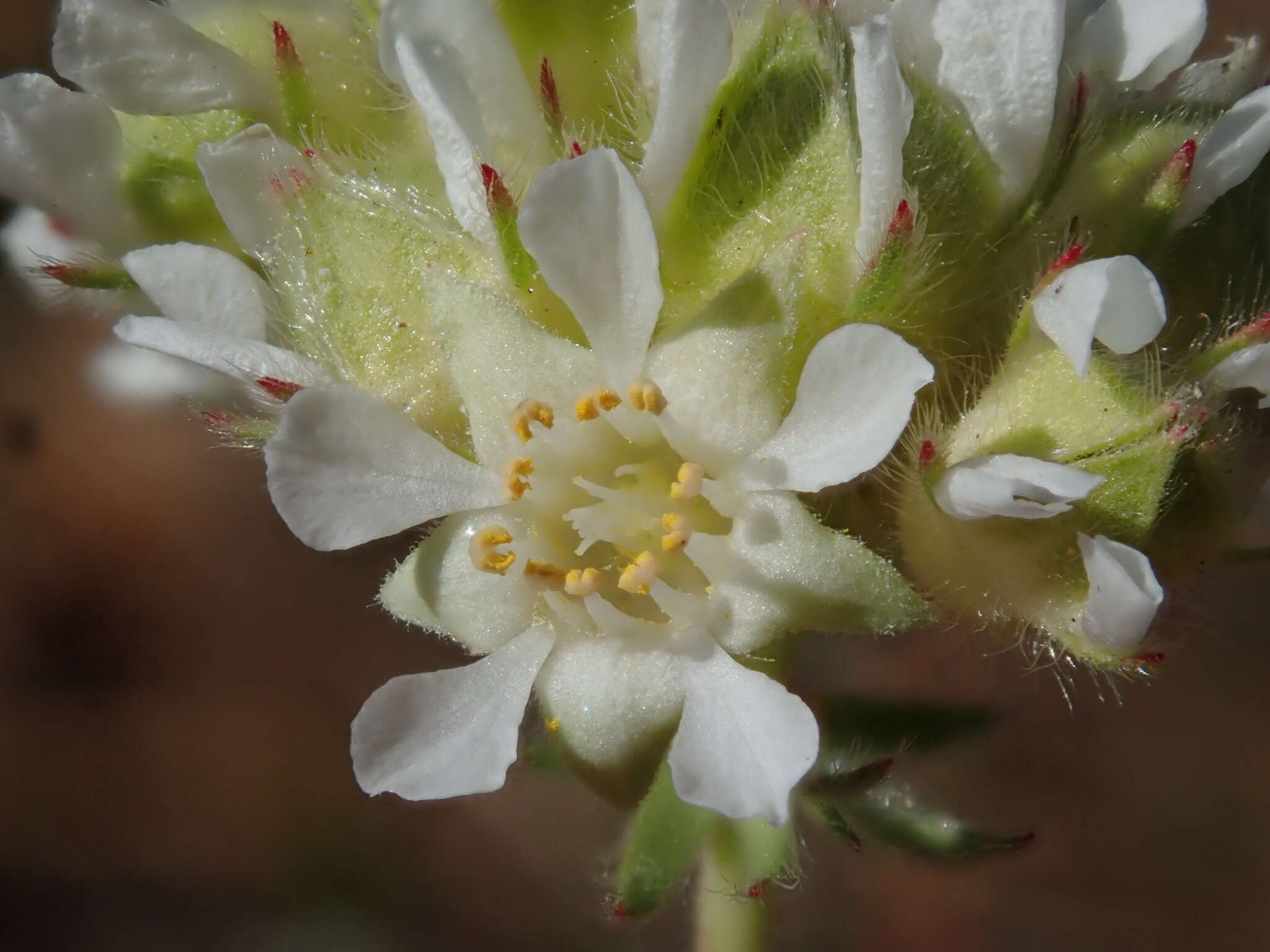 Image de Horkelia congesta Dougl.