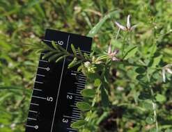 Image of Louisiana vetch