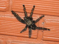 Image of Avicularia rufa Schiapelli & Gerschman 1945