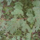 Image of Vachellia nilotica subsp. adstringens (Schumach. & Thonn.) Kyal. & Boatwr.
