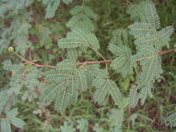 Sivun Vachellia nilotica subsp. adstringens (Schumach. & Thonn.) Kyal. & Boatwr. kuva