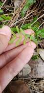 Image de Pteris bahamensis (Agardh) Fée