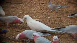 Image of Little Corella