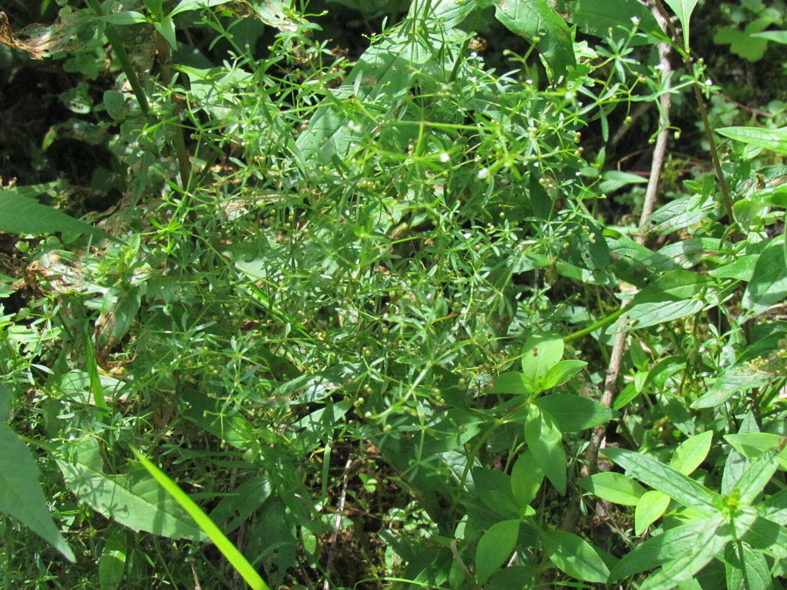 Image of three-petal bedstraw