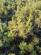 Image of Artemisia adamsii Bess.