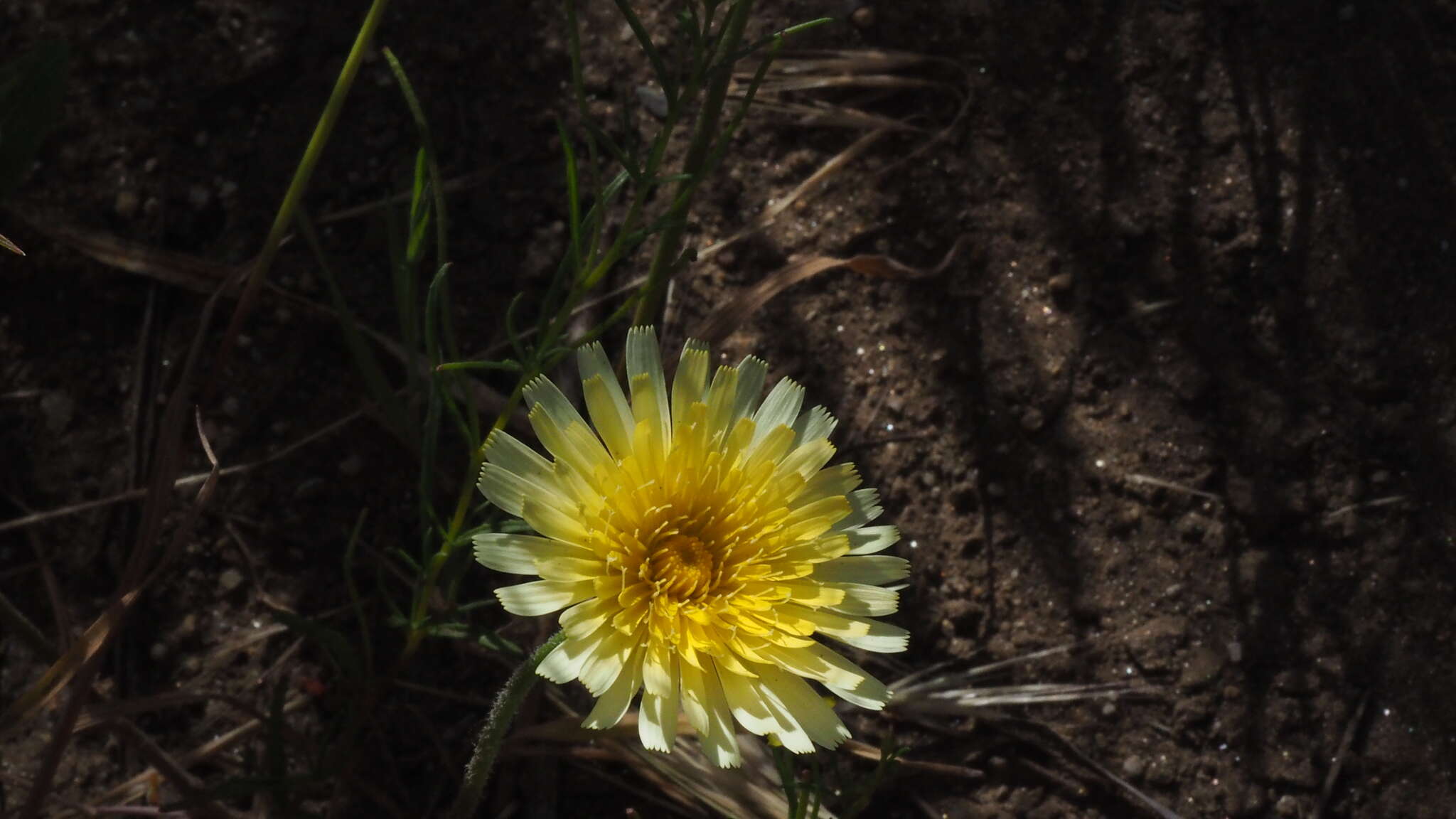 Image of California desertdandelion