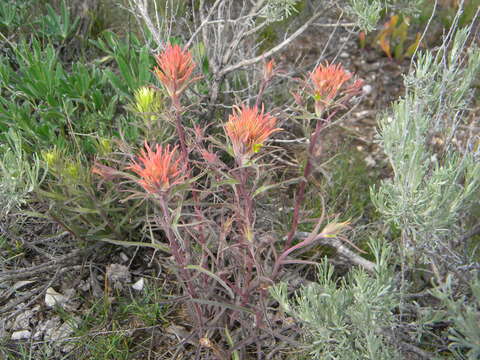 Plancia ëd Castilleja flava var. rustica (Piper) N. Holmgren