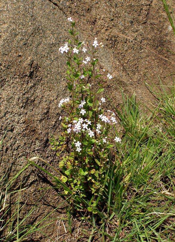 Image of Chaenostoma floribundum Benth.