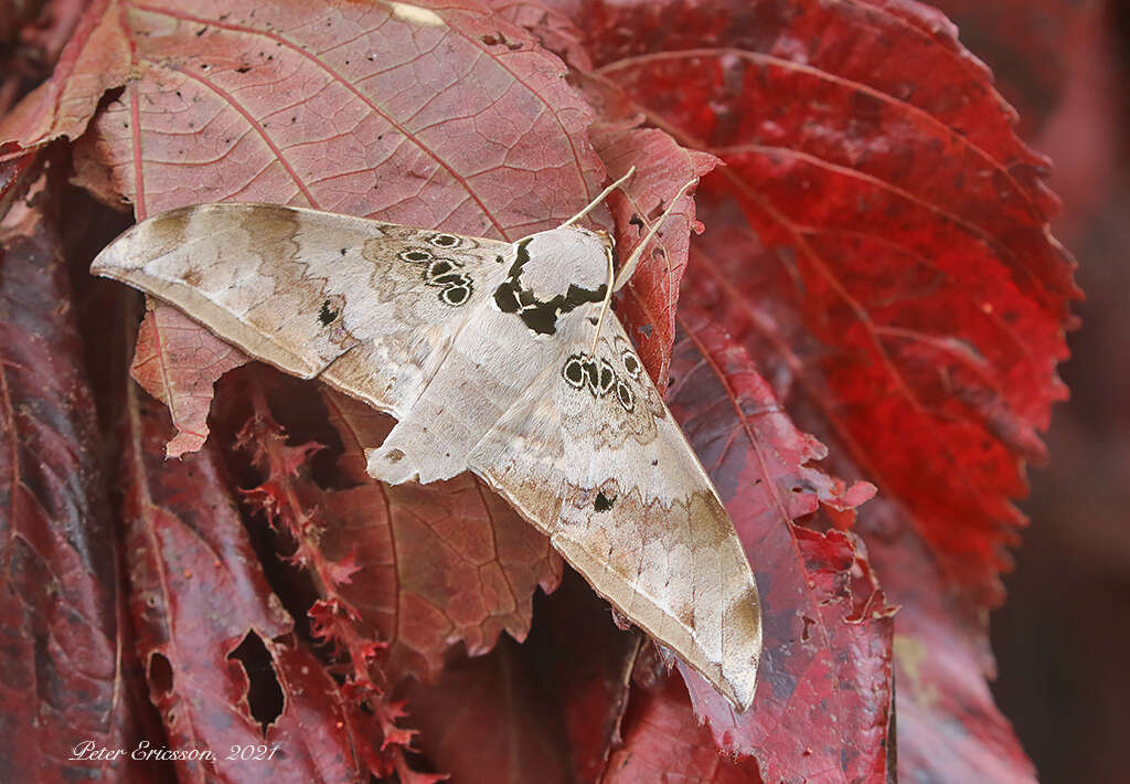 Image of Ambulyx canescens (Walker (1865))