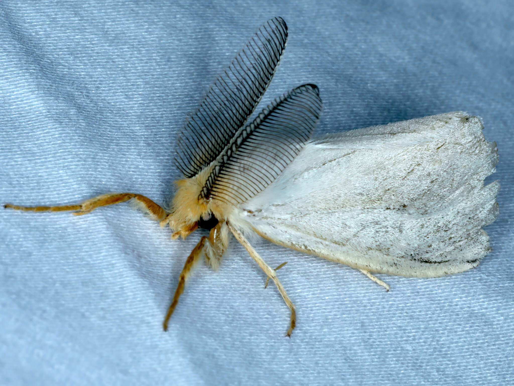 Image of Laelia obsoleta Fabricius 1793