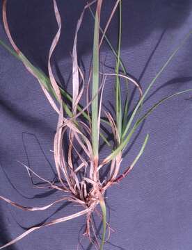 Image of low northern sedge