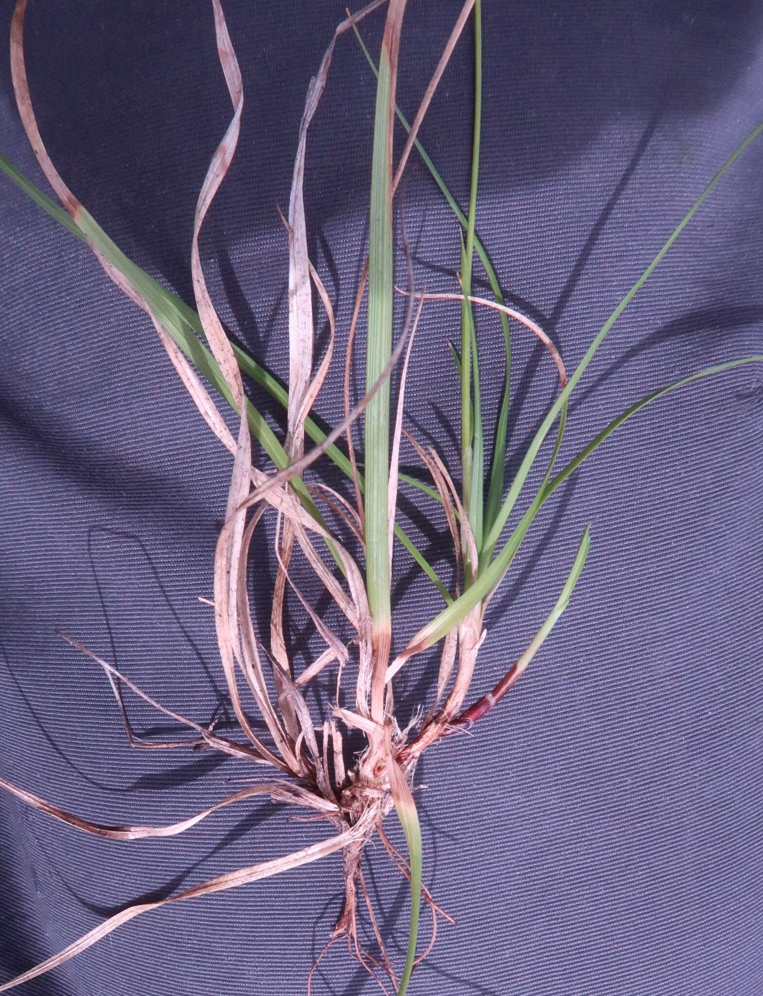 Image of low northern sedge