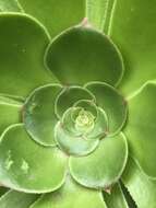 Image of Aeonium arboreum subsp. holochrysum (H. Y. Liu) Bañares