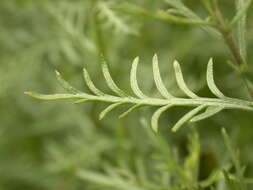 Image of Achillea chamaemelifolia Pourr.