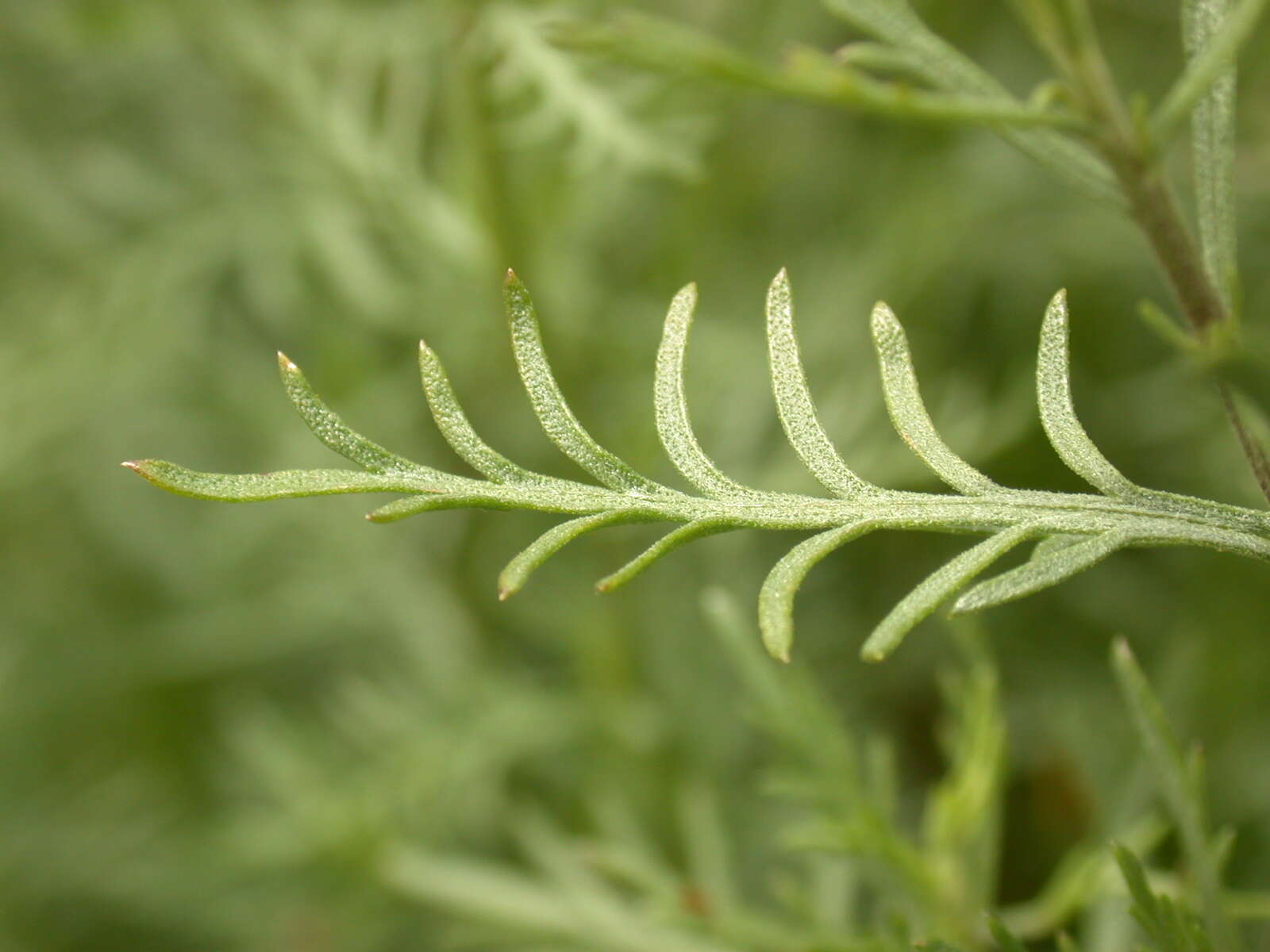 Image de Achillea chamaemelifolia Pourr.