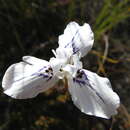 Image of Moraea longiaristata Goldblatt