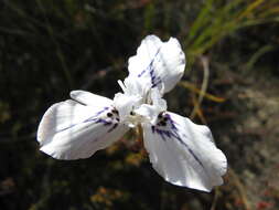 Moraea longiaristata Goldblatt resmi