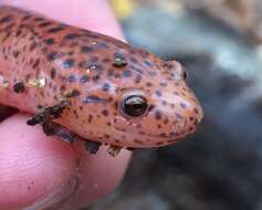 Image of Red Salamander