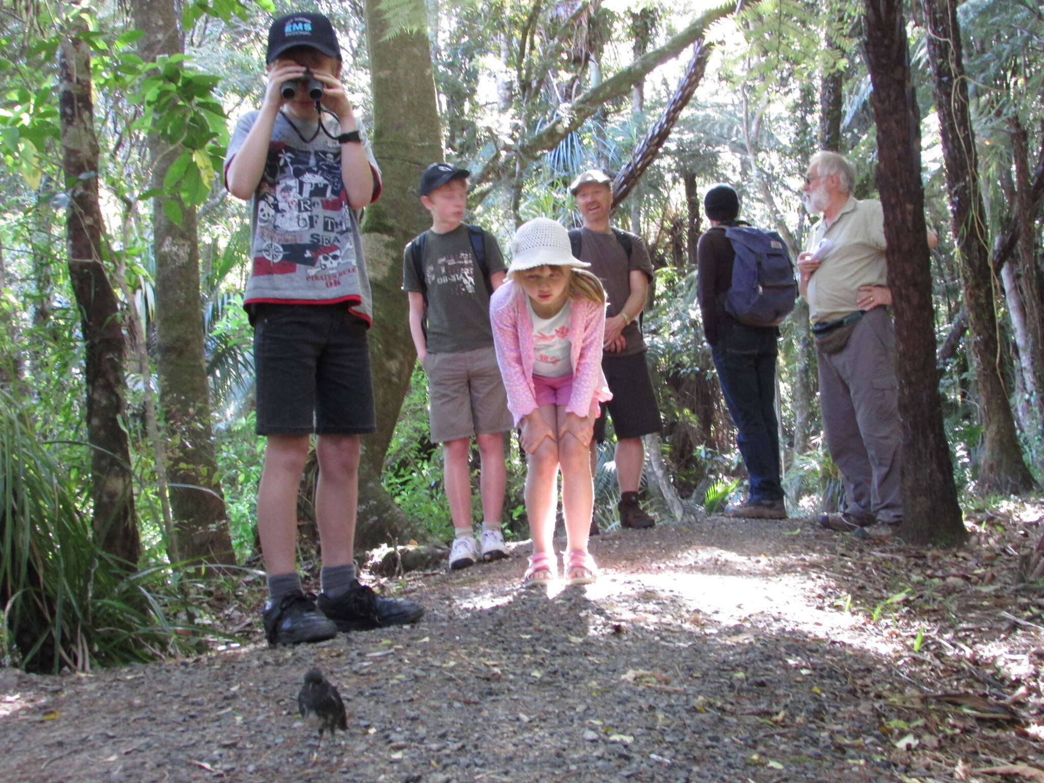 Image of North Island Robin