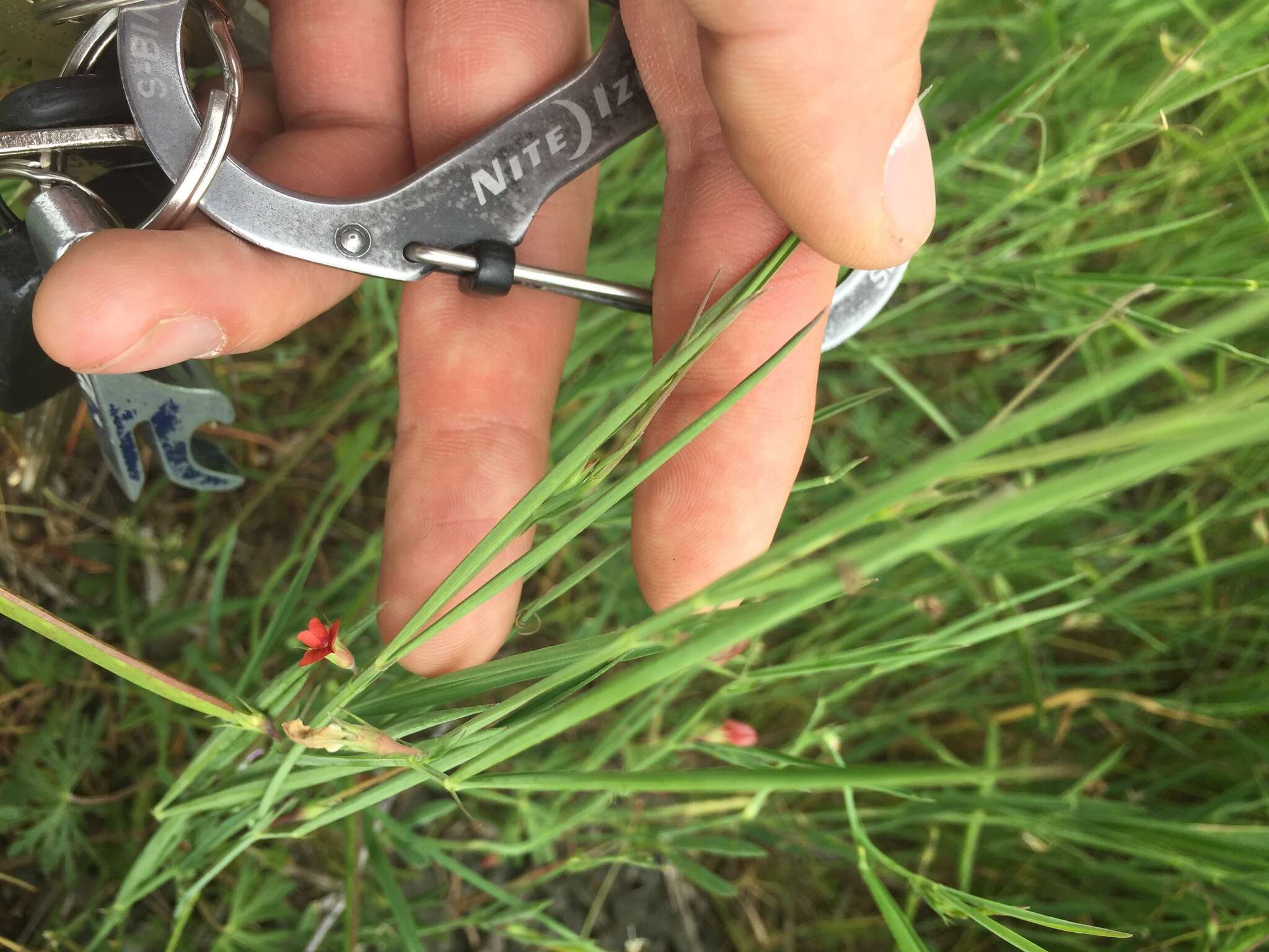 Image of Round-seeded Vetchling